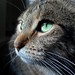 Francine Green Photo 40