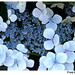 Tracy Withers Photo 35