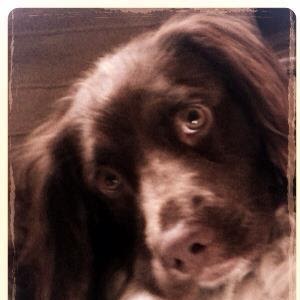 Charlie Wills Photo 14