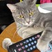 Steve Lehrer Photo 22