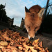 Wade Fox Photo 39