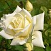 Johanna Rose Photo 35