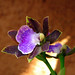 Ann Vargas Photo 35