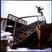 Steve Lerner Photo 28