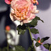 Mickey Rose Photo 34