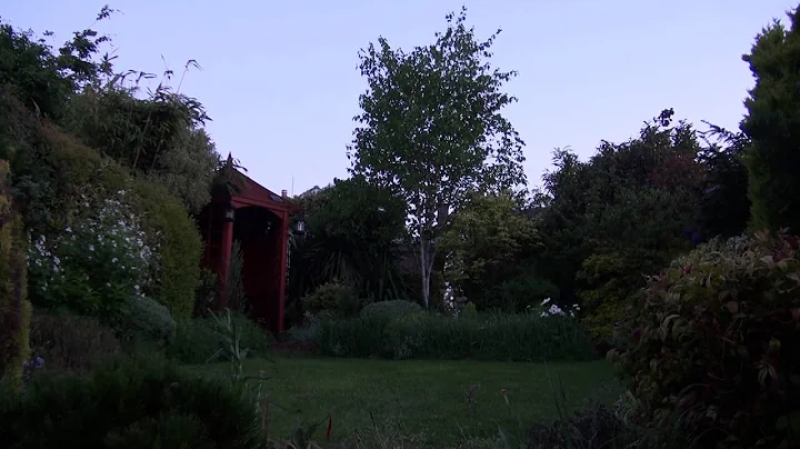 Dawn Bird Photo 30