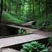 Glen Root Photo 16