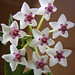 Lindsey Bloom Photo 31