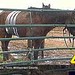 Carol Smock Photo 17