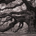 Dustin Oaks Photo 26
