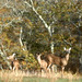 Martha Deer Photo 12