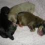 Vickie Ross Photo 23