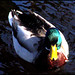 Sandra Mallard Photo 31