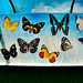 David Capers Photo 32