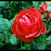 Avery Rose Photo 45
