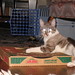 John Gato Photo 21