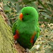 Thomas Parrot Photo 17