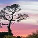 Ed Augustine Photo 14