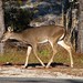 Andrew Deer Photo 18