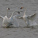 Kevan Young Photo 18