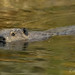 Brenda Beavers Photo 34