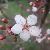 Corine Johnson Photo 8