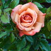 I Rose Photo 21