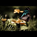 Danny Wing Photo 26