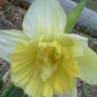 Darla Myers Photo 1