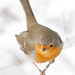 Robin Story Photo 26