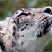 Tara Breeding Photo 11