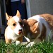 Rex Welsh Photo 22