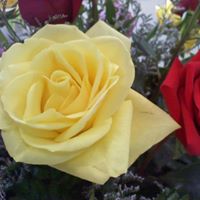 Yolanda Saenz Photo 8