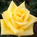 Terri Rose Photo 40