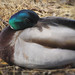 Sandra Mallard Photo 27