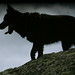 Marcy Black Photo 31