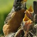 Robin Bird Photo 38