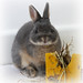 Mavis Sweet Photo 8