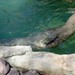 April Seal Photo 25
