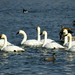 Norman Swan Photo 24