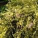 Elsie Bush Photo 20