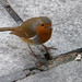 Robin Frome Photo 11