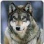 Susan Wirth Photo 21