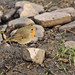 Robin Coe Photo 30