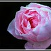 Dewey Rose Photo 29