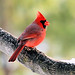 Shirley Cardinal Photo 25