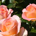 Rose Marin Photo 34