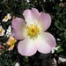 Rose Giroux Photo 18