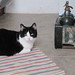 Cynthia Kitchens Photo 24