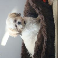 Sandra Mcsweeney Photo 3